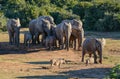 Elephants and Warthogs Royalty Free Stock Photo