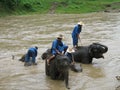 Elephants wash in Thailand