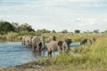 Elephants coming out of water Okavango Delta in Botswana, Africa Royalty Free Stock Photo