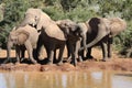 Elephants at Water Hole Royalty Free Stock Photo