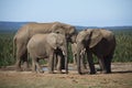 Elephants at water hole.