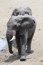 Elephants at water hole Royalty Free Stock Photo