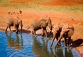 Elephants in water hole Royalty Free Stock Photo