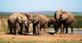 Elephants at a water hole Royalty Free Stock Photo