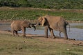 Elephants by the water-lock