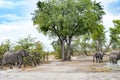 Drinking elephants on waterhole in Okavango Delta, Botswana, Africa. African wildlife with elephant group in beautiful landscape Royalty Free Stock Photo