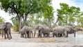 Drinking elephants on waterhole in Okavango Delta, Botswana, Africa. African wildlife with elephant group in beautiful landscape Royalty Free Stock Photo
