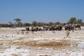 Elephants at waterhole in Etosha Royalty Free Stock Photo