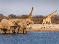 Elephants at waterhole - Etosha National Park - Namibia