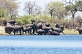 Elephants at waterhole horseshoe, in the Bwabwata National Park, Namibia Royalty Free Stock Photo