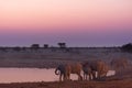 Elephants at waterhole vibrant sunset Royalty Free Stock Photo