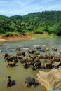 Elephants at the watering