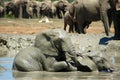 Elephants in watering hole