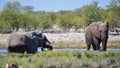 Elephants at a watering hole