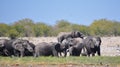 Elephants at a watering hole Royalty Free Stock Photo