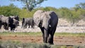 Elephants at a watering hole