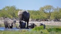 Elephants at a watering hole Royalty Free Stock Photo