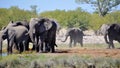 Elephants at a watering hole Royalty Free Stock Photo