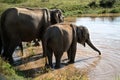 Elephants on watering place Royalty Free Stock Photo