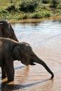 Elephants on watering place Royalty Free Stock Photo