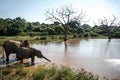 Elephants on watering place Royalty Free Stock Photo