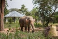 elephants wild asian landscape nepal chitwan jungle near spring tall sun asia shine strong people heavy small sweet endangered Royalty Free Stock Photo