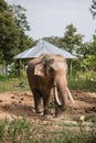 Elephants wild asian landscape nepal chitwan jungle near spring tall sun asia shine strong people heavy small sweet endangered Royalty Free Stock Photo