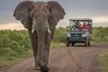 Elephants in the Wild in Kwazulu Natal