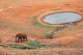 Elephants in the wild at Tsavo East National Park in Kenya Royalty Free Stock Photo