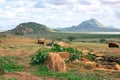 Elephants in the wild at Tsavo East National Park in Kenya Royalty Free Stock Photo