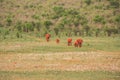 Elephants in the wild at Tsavo East National Park in Kenya Royalty Free Stock Photo