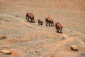 Elephants in the wild at Tsavo East National Park in Kenya Royalty Free Stock Photo