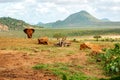 Elephants in the wild at Tsavo East National Park in Kenya Royalty Free Stock Photo