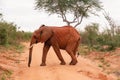 Elephants in the wild at Tsavo East National Park in Kenya Royalty Free Stock Photo