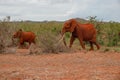 Elephants in the wild at Tsavo East National Park in Kenya Royalty Free Stock Photo