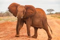 Elephants in the wild at Tsavo East National Park in Kenya Royalty Free Stock Photo