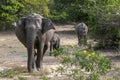 Elephants at Yala National Park in southern Sri Lanka. Royalty Free Stock Photo