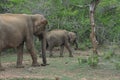 Elephants in Yala National Park, Sri Lanka Royalty Free Stock Photo