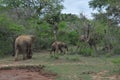 Elephants in Yala National Park, Sri Lanka Royalty Free Stock Photo