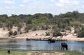 Elephants and zebras on Boteti River in Makgadikgadi Pans Nation Royalty Free Stock Photo