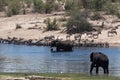 Elephants and zebras on Boteti River in Makgadikgadi Pans National Park, Botswana Royalty Free Stock Photo