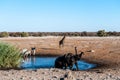 Elephants, zebras and giraffes near a waterhole. Royalty Free Stock Photo