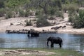 Elephants, zebras and wildebeest on Boteti River in Makgadikgadi Pans National Park, Botswana Royalty Free Stock Photo