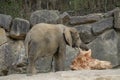 Elephants in zoo Royalty Free Stock Photo