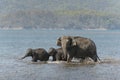 ElephantsDrinking water in Ramganga River Royalty Free Stock Photo