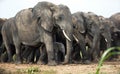 Elephantsin Savanna in Uganda Royalty Free Stock Photo