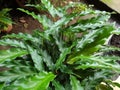 Green cardamom with its fresh wet leaves Royalty Free Stock Photo