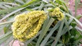 Eleusine coracana finger millet ragi fruits seeds