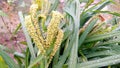 Eleusine coracana finger millet ragi kodo seeds cereal