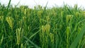 Eleusine coracana finger millet ragi crops close up